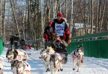 Monde | Millennium Hotels abandonne son parrainage de l’Iditarod