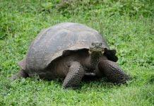 Équateur | Hilton va ouvrir un hôtel en juillet un hôtel aux Galapagos