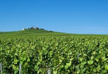 Avec son futur complexe œnotouristique, la maison Bollinger engage l’un des plus grands chantiers de son histoire à Aÿ-Champagne
