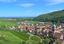 Face au réchauffement climatique, le vignoble alsacien s’essaie au cépage Syrah Face au réchauffement climatique, le vignoble alsacien s’essaie au cépage Syrah