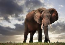 Ouvertures • Six Senses ouvre deux nouveaux hôtels au Zimbabwe (2025) et aux Bahamas (2026)