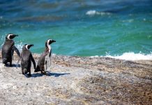 Éco-tourisme, Bretagne | La Route des Pingouins soutenue par Bpifrance !