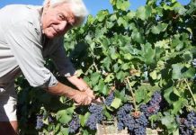Vignoble, Corse | Christian Imbert s’en est allé †