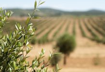 Ouverture 2025, Aix-en-Provence | Un futur 5* au Domaine de Leos, propriété de Patrick Bruel