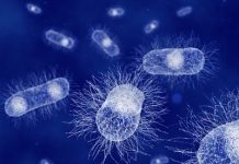 Contamination, Eaux minérales | Restaurants, une baisse des ventes attendue pour certaines marques Escherichia coli @ Depositphotos
