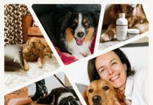 Accueil canin | Maison Lilibeth, une vie de chien façon Palace 🐩 @ credit Maison Lilibeth