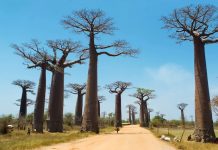 Madagascar | Sur la Grande Île, deux hôtels Marriott prévus, un appel à projet (BOT*) pour l’aéroport, une politique formation ambitieuse ! Avenue des baobabs, Depositphotos