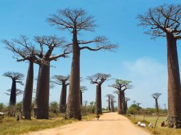 Avenue des baobabs, Depositphotos