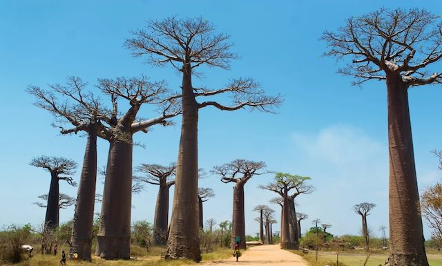 Avenue des baobabs, Depositphotos