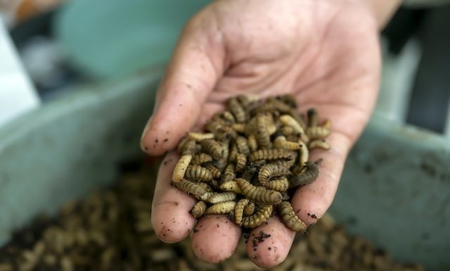 Close up of Black soldier fly (BSF) larvae or maggot on a palm of hand, Hermetia Illucens insect farms for fish and poultry feed