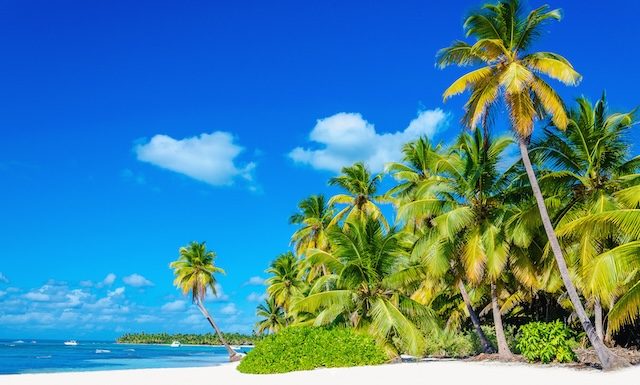 Tropical beach with palm tree entering the ocean