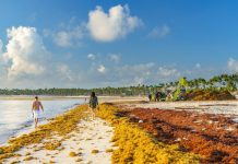 Environnement, St Barth | Face aux sargasses, le Manapany ferme prématurément Sargasses, Illustration du phénomène à Punta Cana, Dominican Republic