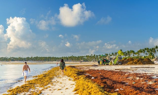 Sargasses, Illustration du phénomène à Punta Cana, Dominican Republic