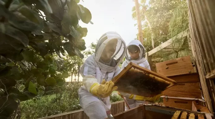 jumeirahecovillage_beehive_beeobservation-jpg
