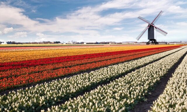 Paysage hollandais @ credit Depositphotos