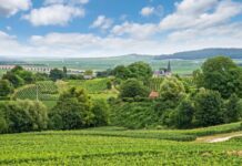 Asset | En Champagne, le groupe Michel Reybier reprend le Château de Sacy Vineyard landscape, Montagne de Reims, France