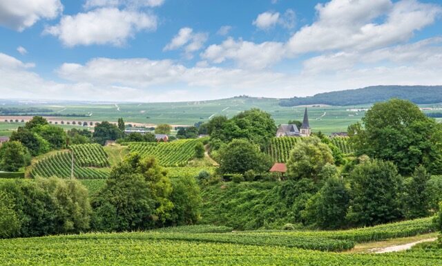 Vineyard landscape, Montagne de Reims, France