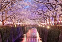 Réouverture 2027, Japon | L’historique Hotel Gajoen de Tokyo rejoint LXR Hotels & Resorts Tokyo sakura cherry blossom with light up at Nakameguro , Tokyo