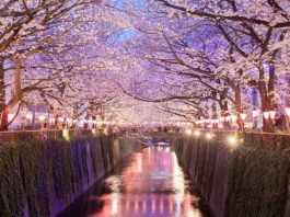 Réouverture 2027, Japon | L’historique Hotel Gajoen de Tokyo rejoint LXR Hotels & Resorts Tokyo sakura cherry blossom with light up at Nakameguro , Tokyo
