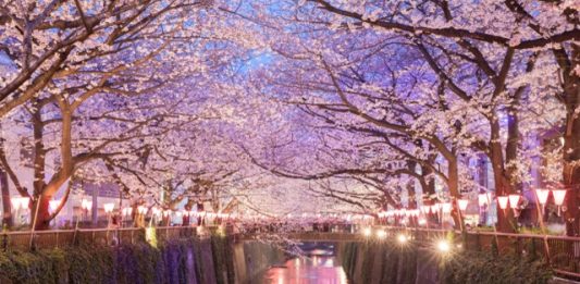 Réouverture 2027, Japon | L’historique Hotel Gajoen de Tokyo rejoint LXR Hotels & Resorts Tokyo sakura cherry blossom with light up at Nakameguro , Tokyo