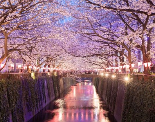 Réouverture 2027, Japon | L’historique Hotel Gajoen de Tokyo rejoint LXR Hotels & Resorts Tokyo sakura cherry blossom with light up at Nakameguro , Tokyo