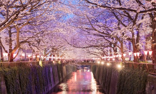 Tokyo sakura cherry blossom with light up at Nakameguro , Tokyo
