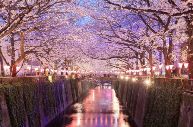 Tokyo sakura cherry blossom with light up at Nakameguro , Tokyo