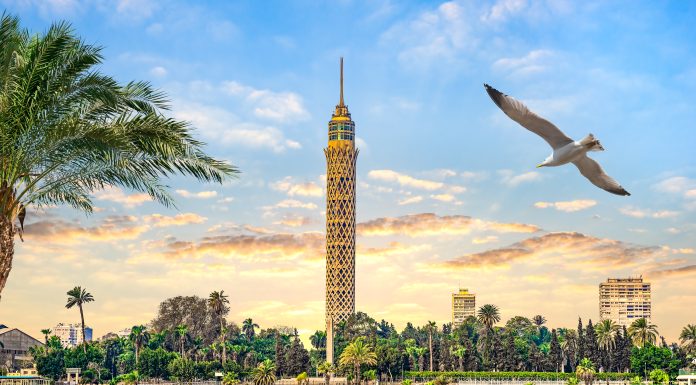 Seagull over river Nile in Cairo and famous TV Tower, Egypt