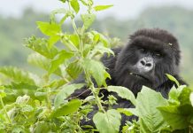 Rwanda | The Lux Collective fait ses débuts au Rwanda avec l’ouverture de LUX Lake Kivu et SALT of Akagera* Gorillas of Rwanda