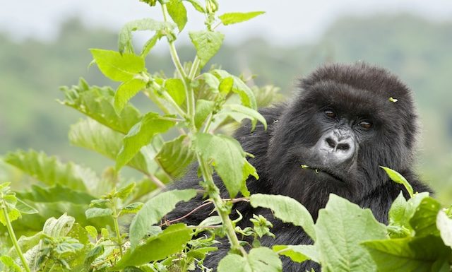 Gorillas of Rwanda