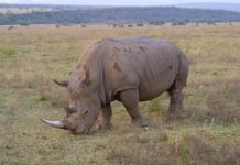 Fin 2027, Afrique du Sud | Après le Ritz Hotel du Cap en 2025, le milliardaire belge Marc Coucke (OKU Hotels) s’offre le Kololo Game Reserve White rhino eating grass in Waterberg South Africa