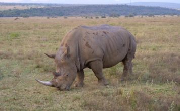 Fin 2027, Afrique du Sud | Après le Ritz Hotel du Cap en 2025, le milliardaire belge Marc Coucke (OKU Hotels) s’offre le Kololo Game Reserve White rhino eating grass in Waterberg South Africa