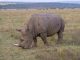 Fin 2027, Afrique du Sud | Après le Ritz Hotel du Cap en 2025, le milliardaire belge Marc Coucke (OKU Hotels) s’offre le Kololo Game Reserve White rhino eating grass in Waterberg South Africa